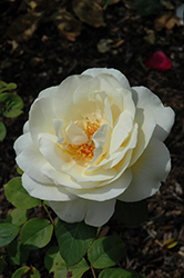 Ivory Fashion Rose (Rosa 'Ivory Fashion') at Lakeshore Garden Centres