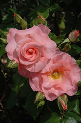 Liverpool Echo Rose (Rosa 'Liverpool Echo') at Lakeshore Garden Centres