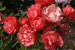 Margo Koster Rose (Rosa 'Margo Koster') at Lakeshore Garden Centres