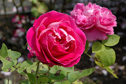 Paul Neyron Rose (Rosa 'Paul Neyron') at Lakeshore Garden Centres