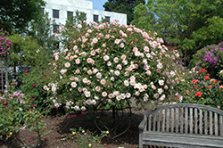 Leontine Gervais Rose (Rosa 'Leontine Gervais') at Lakeshore Garden Centres