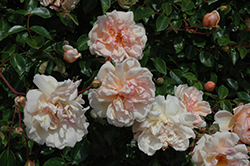 Leontine Gervais Rose (Rosa 'Leontine Gervais') at Lakeshore Garden Centres