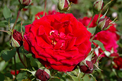 Dragon's Eye Rose (Rosa 'CLEdrag') at Lakeshore Garden Centres