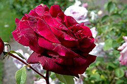 Papa Meilland Rose (Rosa 'Meicesar') at Lakeshore Garden Centres