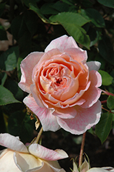 Apricots n' Cream Rose (Rosa 'MEIhyalfeu') at Lakeshore Garden Centres