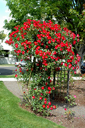 Dortmund Rose (Rosa 'Dortmund') at Lakeshore Garden Centres