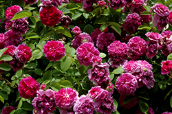 Provence Rose (Rosa 'Provence') at Lakeshore Garden Centres