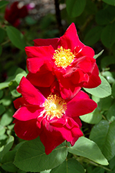 James Mason Rose (Rosa 'James Mason') at Lakeshore Garden Centres