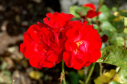 Drummer Boy Rose (Rosa 'HARvacity') at Lakeshore Garden Centres