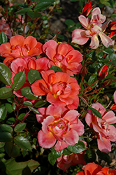 Anna Ford Rose (Rosa 'Anna Ford') at Lakeshore Garden Centres