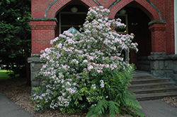 Elf Mountain Laurel (Kalmia latifolia 'Elf') at Lakeshore Garden Centres