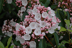 Elf Mountain Laurel (Kalmia latifolia 'Elf') at Lakeshore Garden Centres