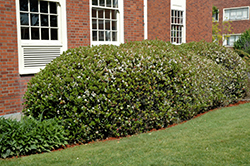 Southern Moon Yedda Hawthorn (Rhaphiolepis umbellata 'RutRhaph1') at Lakeshore Garden Centres