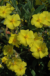 Unblotched Woolly Rockrose (Halimium lasianthum 'ssp. alyssoides') at Lakeshore Garden Centres