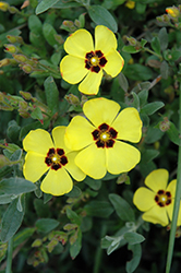 Woolly Rockrose (Halimium lasianthum) at Lakeshore Garden Centres