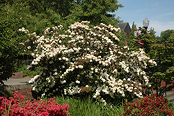 Kern's Pink Snowball Viburnum (Viburnum plicatum 'Kern's Pink') at Lakeshore Garden Centres