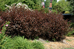 Red Baron Ninebark (Physocarpus opulifolius 'Red Baron') at Lakeshore Garden Centres