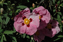Purple Rockrose (Cistus x purpureus) at Lakeshore Garden Centres