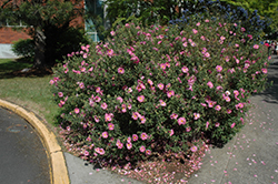 Purple Rockrose (Cistus x purpureus) at Lakeshore Garden Centres