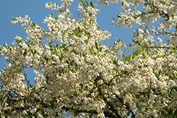 Carillon Japanese Snowbell (Styrax japonicus 'Carillon') at Lakeshore Garden Centres