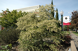 Carillon Japanese Snowbell (Styrax japonicus 'Carillon') at Lakeshore Garden Centres