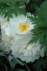 Fringed Ivory Peony (Paeonia 'Fringed Ivory') at Lakeshore Garden Centres