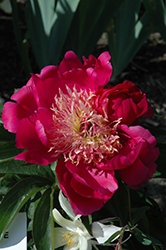 Comanche Peony (Paeonia 'Comanche') at Lakeshore Garden Centres