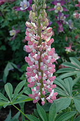 The Chatelaine Lupine (Lupinus 'The Chatelaine') at Lakeshore Garden Centres
