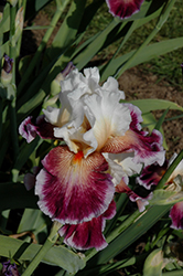 Care To Dance Iris (Iris 'Care To Dance') at Lakeshore Garden Centres