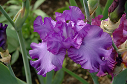 Change In The Weather Iris (Iris 'Change In The Weather') at Lakeshore Garden Centres