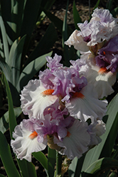 Belgian Princess Iris (Iris 'Belgian Princess') at Lakeshore Garden Centres