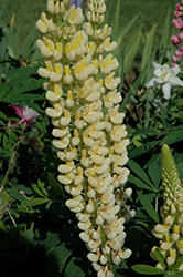 Russell Yellow Lupine (Lupinus 'Russell Yellow') at Golden Acre Home & Garden