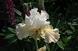 Champagne Elegance Iris (Iris 'Champagne Elegance') at Lakeshore Garden Centres