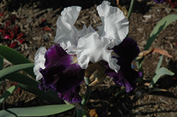 Captain's Choice Iris (Iris 'Captain's Choice') at Lakeshore Garden Centres