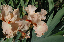 Cheyenne Sky Iris (Iris 'Cheyenne Sky') at Lakeshore Garden Centres