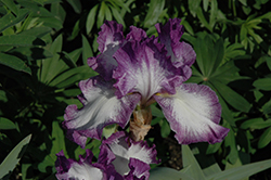 Jesse's Song Iris (Iris 'Jesse's Song') at Lakeshore Garden Centres