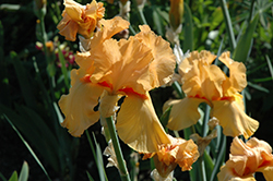 China Moon Iris (Iris 'China Moon') at Lakeshore Garden Centres
