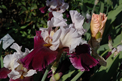 Brazilian Holiday Iris (Iris 'Brazilian Holiday') at Lakeshore Garden Centres