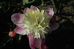 Lauren Peony (Paeonia 'Lauren') at Lakeshore Garden Centres
