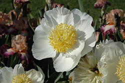 Violet Dawson Peony (Paeonia 'Violet Dawson') at Lakeshore Garden Centres