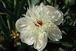 Cream Puff Peony (Paeonia 'Cream Puff') at Lakeshore Garden Centres