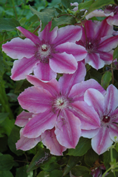 Carnaby Clematis (Clematis 'Carnaby') at Lakeshore Garden Centres
