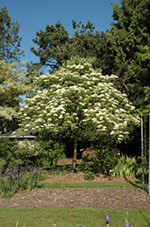 Giant Dogwood (Cornus controversa) at Lakeshore Garden Centres