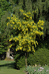 Vossii Laburnum (Laburnum x watereri 'Vossii') at Lakeshore Garden Centres