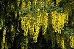 Vossii Laburnum (Laburnum x watereri 'Vossii') at Lakeshore Garden Centres