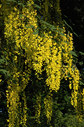 Weeping Laburnum (Laburnum x watereri 'Pendulum') at Lakeshore Garden Centres
