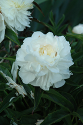 My Love Peony (Paeonia 'My Love') at Lakeshore Garden Centres