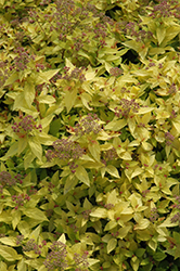 Dakota Goldcharm Spirea (Spiraea japonica 'Mertyann') at Lakeshore Garden Centres