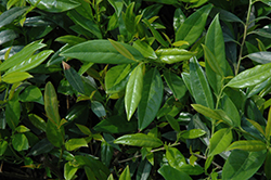 Zabel's Cherry Laurel (Prunus laurocerasus 'Zabeliana') at Lakeshore Garden Centres