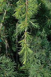 Aurea Wells Deodar Cedar (Cedrus deodara 'Aurea Wells') at Lakeshore Garden Centres